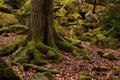 Tree and stones covered by moss