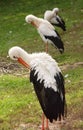 Tree Stork Royalty Free Stock Photo