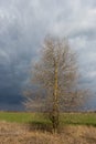 Tree in stormy steppe Royalty Free Stock Photo