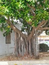 Tree with strange roots that hang from its branches Royalty Free Stock Photo