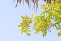 Tree ,straw roof and sky Royalty Free Stock Photo