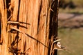 Tree stripped of bark and beautiful texture, background.Wooden texture. Natural wood structure in nature. Tree trunk Royalty Free Stock Photo