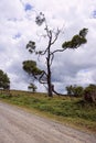 Tree struck by lightning against cloudy sky Royalty Free Stock Photo