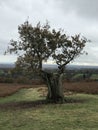 tree struck by lightning Royalty Free Stock Photo