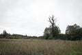 Tree is struck by lightning Royalty Free Stock Photo