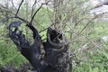 Tree struck by lightning Royalty Free Stock Photo