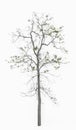Tree Structure with Leaves Isolated on White Background Royalty Free Stock Photo