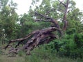 Tree structure in the village jungle