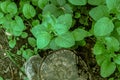 Tree stub with burl among plants in forest wood. Top view of nature background. Dry cracked core and bark comparing with fresh Royalty Free Stock Photo