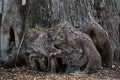 Tree stub and root