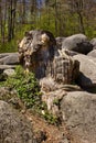 Tree stump at Felsenmeer