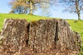 Tree Stump with ants Royalty Free Stock Photo