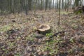 A tree stump in the autumn forest Royalty Free Stock Photo