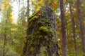 Tree stump in autumn park Royalty Free Stock Photo