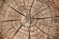 Tree stump background. Brown cracked and cut Wooden texture pattern background. Royalty Free Stock Photo