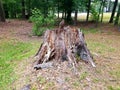 Tree stump at battle park