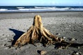 Tree stump on beach Royalty Free Stock Photo