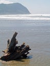 A Tree Stump on a Beach Royalty Free Stock Photo