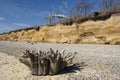 Tree Stump on Benacre Beach, Suffolk, England Royalty Free Stock Photo