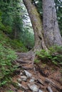 Tree stump blocking a trail in north vancouver, hiking in Canada