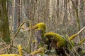 Tree stump and branches covered with moss having the shape of a strange bird