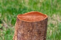 Tree stump in a bright and green coniferous forest