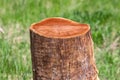 Tree stump in a bright and green coniferous forest