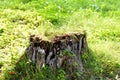 Tree stump in a bright and green coniferous forest. Green grass, summer park. Beautiful natural forest background. Old Royalty Free Stock Photo