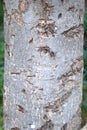 Tree stump with bump