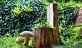 Tree Stump Chair with Mushrooms Royalty Free Stock Photo