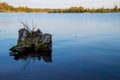 Tree stump in the Chippewa Flowage near where a loon has disappeared and top of its head is showing