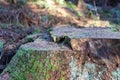 Tree stump close up in Tyrebagger forest Royalty Free Stock Photo