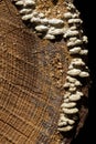 A tree stump is colonised by small tree fungi. Royalty Free Stock Photo