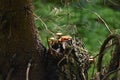 Tree stump conquered by mushrooms