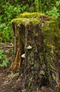 A tree stump covered with green moss is in the forest. A parasitic fungus grows on a tree stump. Royalty Free Stock Photo