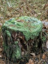 A tree stump covered in green moss in the woods Royalty Free Stock Photo