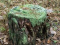 A tree stump covered in green moss in the woods Royalty Free Stock Photo