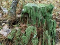 A tree stump covered in green moss in the woods Royalty Free Stock Photo
