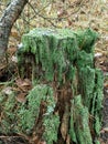 A tree stump covered in green moss in the woods Royalty Free Stock Photo