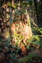 Tree stump covered in ivy