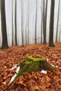 Tree stump covered with moss among red leaves, foggy background in forest Royalty Free Stock Photo
