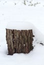 Tree stump covered with snow cap in winter Park Royalty Free Stock Photo