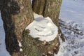 Winter smile. A tree stump covered in snow with a painted smiley face