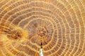 Tree stump with crack, macro shot. Wooden cross section texture. Wooden background image with good details.