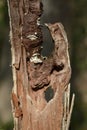 Tree stump cross section with weathered ends on soft background close up