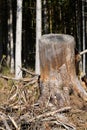 A tree stump, the crown of which has been felled, stands in front of a forest in portrait format Royalty Free Stock Photo
