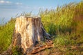 Tree stump of cut-out spruce. Royalty Free Stock Photo