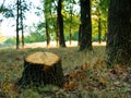 Tree stump after cutting a tree in autumn forest. Autumn forest landscape. Royalty Free Stock Photo