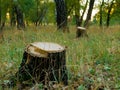 Tree stump after cutting a tree in autumn forest. Autumn forest landscape. Royalty Free Stock Photo