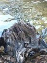 Tree stump and distorted circles reflected in water Royalty Free Stock Photo